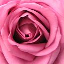 un bouton de rose