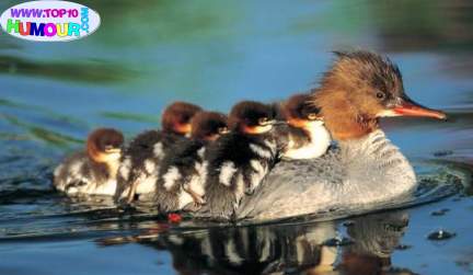 transport en commun