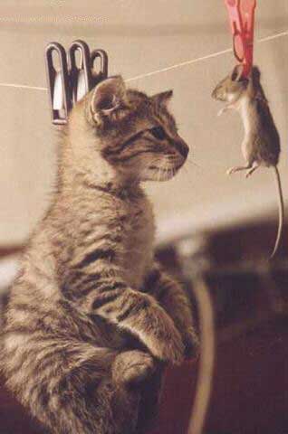 qui sechera le premier ??? lol