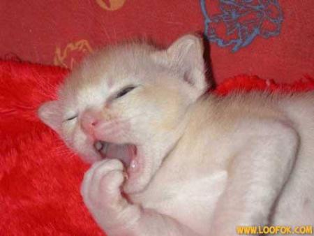 whaaaaaaaa j'ai sommeil à force d'attendre des nouvelles de notre marie