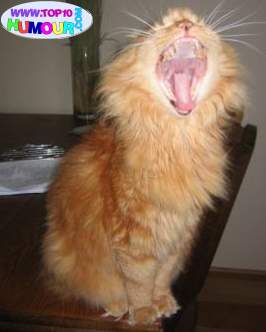 belphyyyyyyyyyyyy tié ouuuuuuuuuuuuuuuuuuuuu