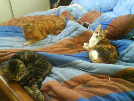 nos chatons