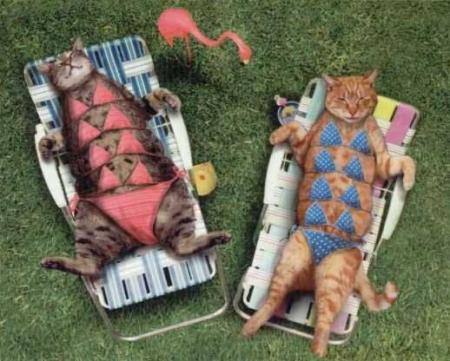 sani et fleur à la piscine elles se reposent après l'effort en attendant le prochain entretien avec belphy