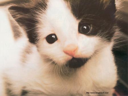 je trouve que ces petits yeux innocents qui réclament que de l'amour ressemble à ceux de ma papatte