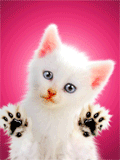 je vous fais une petite léchouille pour vous souhaiter un bon réveillon bisoussssssss